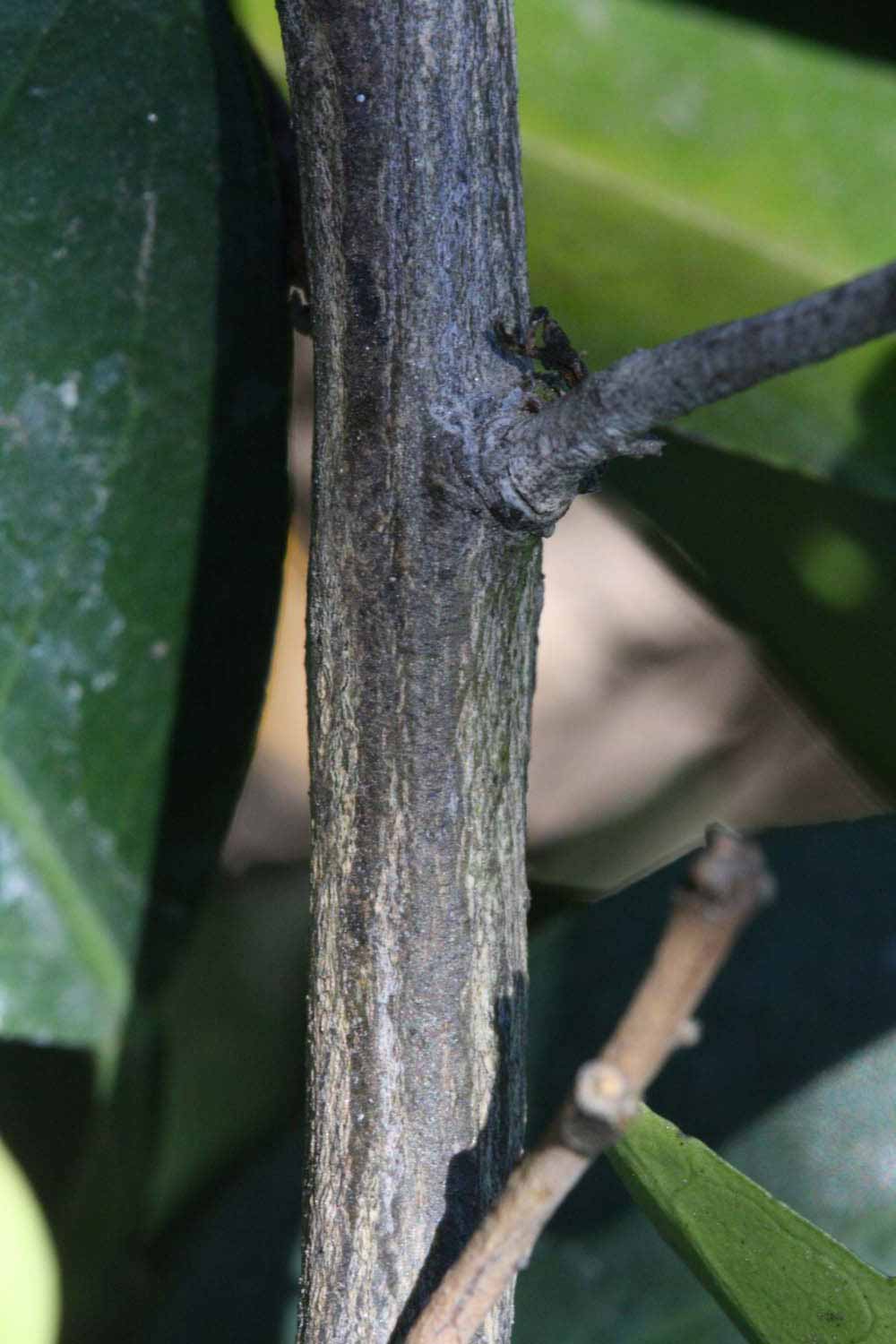              Second - third year twig (Riverside, CA)       